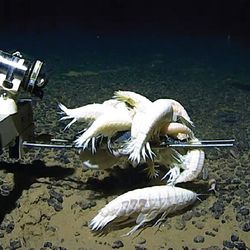 A gang of A. gigantea pictured eating bait at a depth of over 6500 meters the Murray Fracture Zone, North Pacific. 