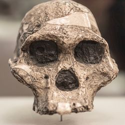 close up photograph of the incomplete skull of a specimen of Australopithecus africanus, an ancient species of hominin