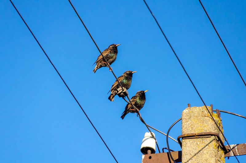 Three starlings perched on power lines against a clear blue spring sky.