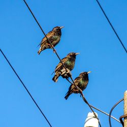 Three starlings perched on power lines against a clear blue spring sky.