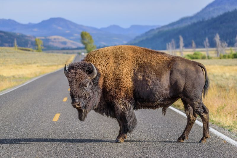 A photo taken from a driver's perspective of a large male bison standing in the middle of the road in Yellowstone National Park. The animal is on profile facing the left, showing off its stout body, lighter furry back and large curved horns. The background shows the road extending between mountains ranging either side and open fields in the foreground.