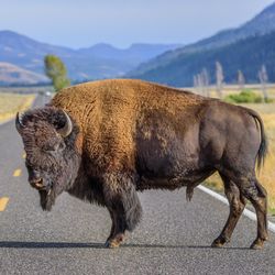 A photo taken from a driver's perspective of a large male bison standing in the middle of the road in Yellowstone National Park. The animal is on profile facing the left, showing off its stout body, lighter furry back and large curved horns. The background shows the road extending between mountains ranging either side and open fields in the foreground.