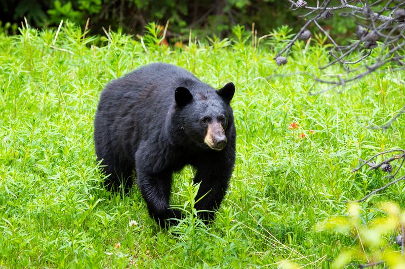 Black bear in a field of long green grasses with more blurred foliage in the foreground