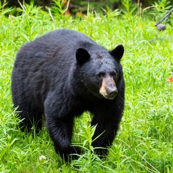 Black bear in a field of long green grasses with more blurred foliage in the foreground