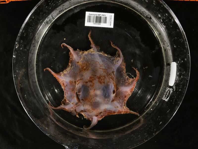 Top view of the Carnarvon Flapjack Octopus showing a glimpse of those big, beamin' eyes.