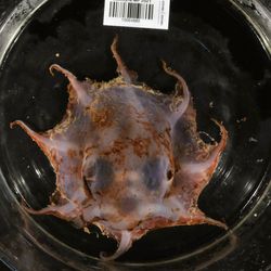 Top view of the Carnarvon Flapjack Octopus showing a glimpse of those big, beamin' eyes.