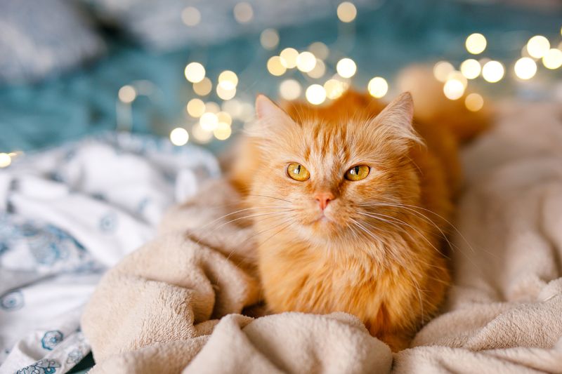 Ginger cute fluffy cat lies on the bed with a birch-colored sheet and a soft, cozy blanket with New Year garland on the background.