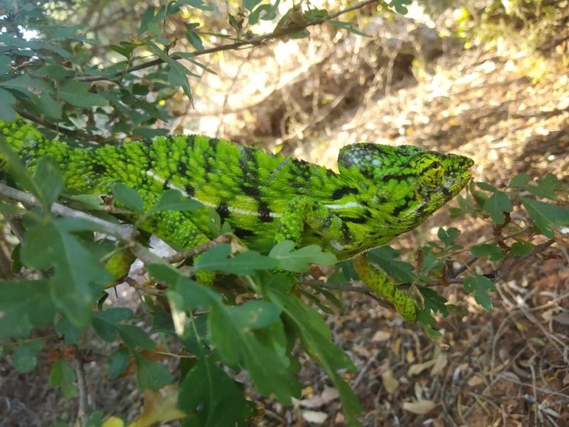 Bright green chameleon on some leafy branches. The animal has a black pattern over some of its body.