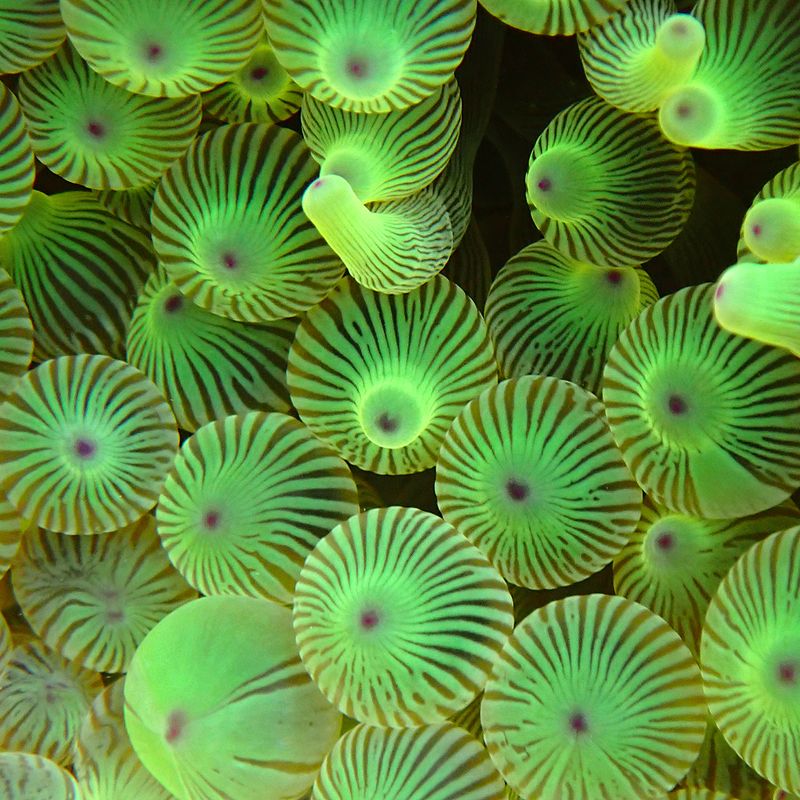 Close-up photograph of green glowing Bubble-tip Anemone Entacmaea quadricolor
