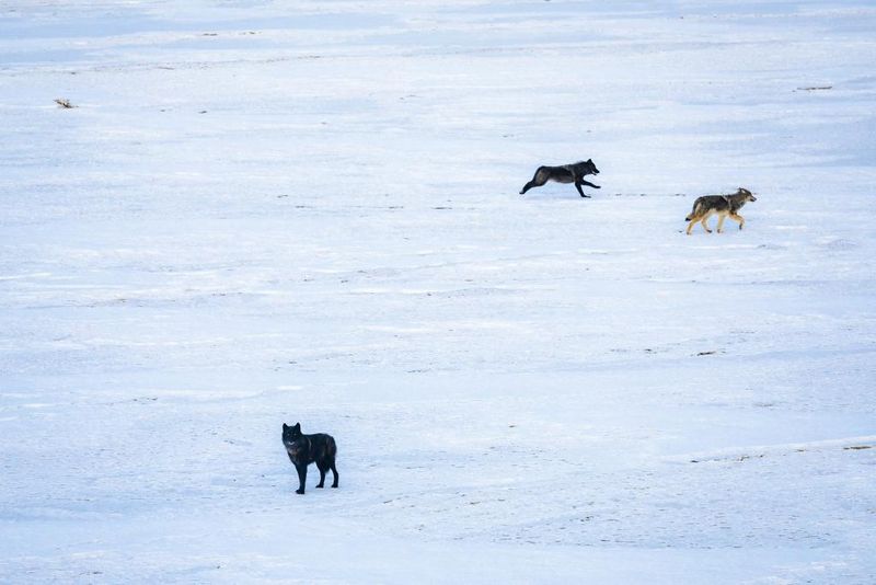 Colorado Parks and Wildlife releasing wolves into the wild