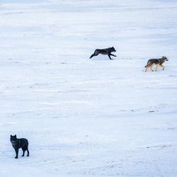 Colorado Parks and Wildlife releasing wolves into the wild