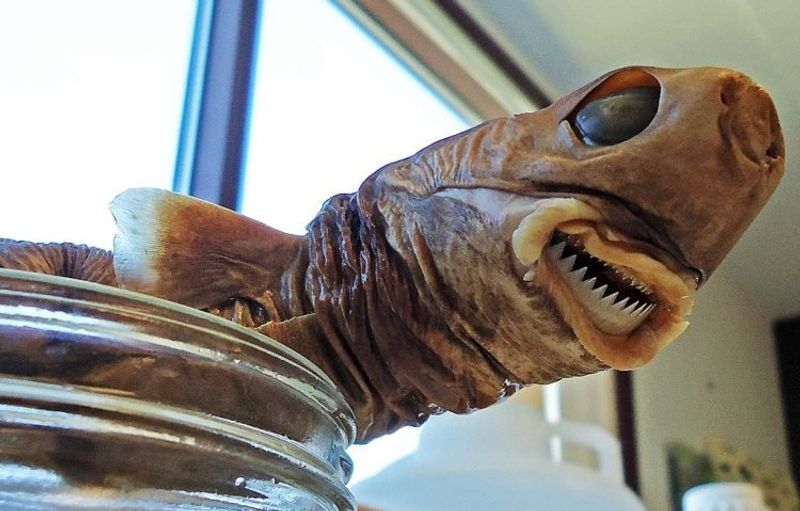 photograph of a cookiecutter shark specimen in a lab