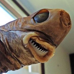 photograph of a cookiecutter shark specimen in a lab