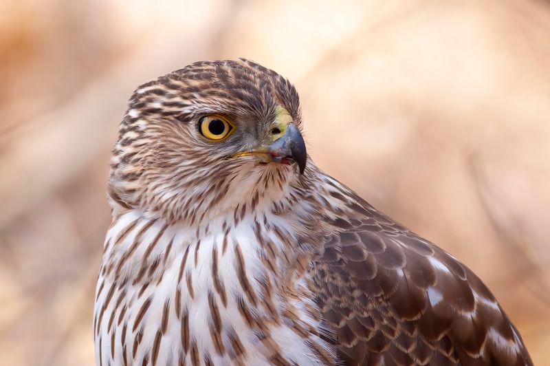 A Cooper's Hawk closeup perched on a log in the forest
