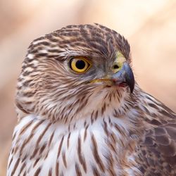 A Cooper's Hawk closeup perched on a log in the forest