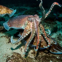 Reef cuttlefish in the Andaman Sea, Thailand