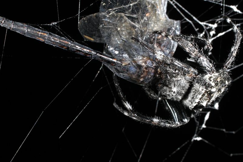 Darwin's bark spider eating dragonfly. 