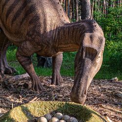 Dinosaur with eggs