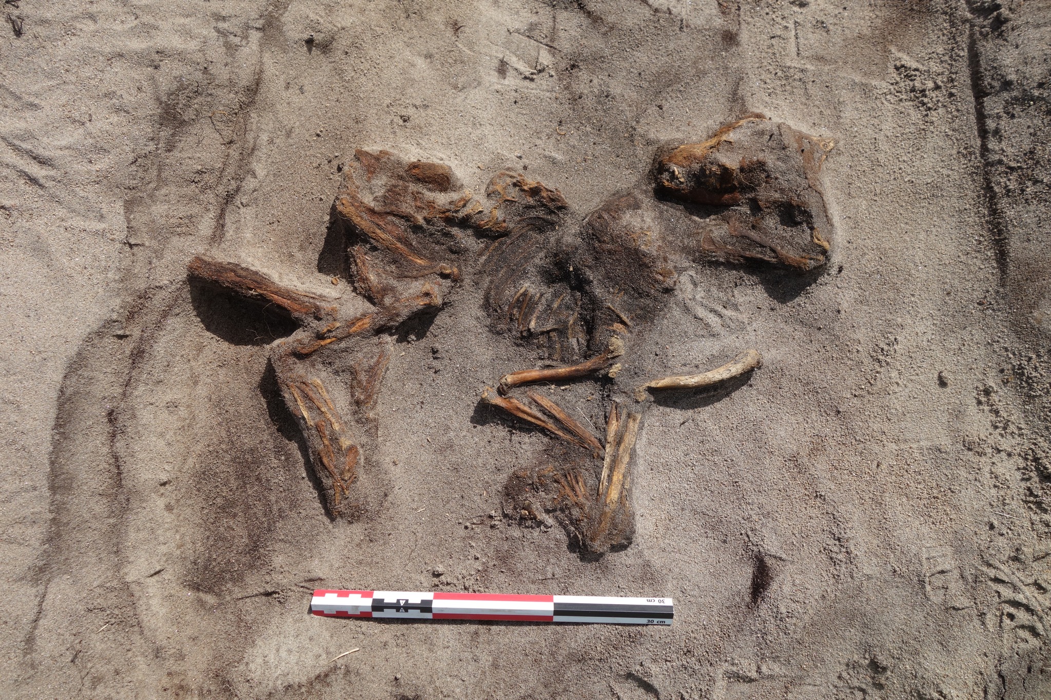 Small Viking dog buried in a boat in Norway