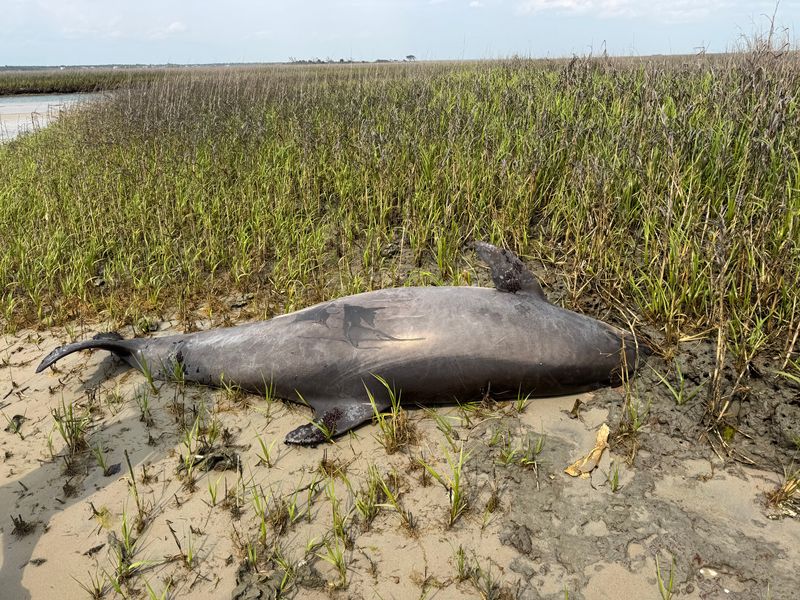 The stranded bottlenose dolphin when it was first found in a North Carolina marsh. 