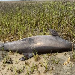 The stranded bottlenose dolphin when it was first found in a North Carolina marsh. 