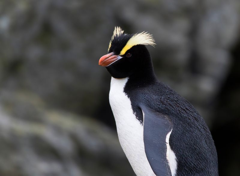 A very smart black and white penguin with orange bill and impressive yellow crests above each eye.