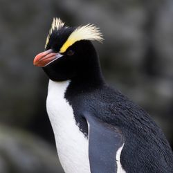 A very smart black and white penguin with orange bill and impressive yellow crests above each eye.