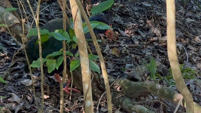photograph of a bird and a small reptile standing on a leafy forest floor