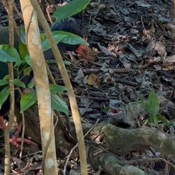 photograph of a bird and a small reptile standing on a leafy forest floor