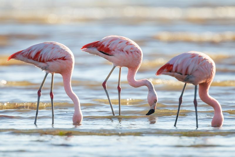 three flamingos standing in a line facing towards the right, with their heads either in or almost in the water they're standing in