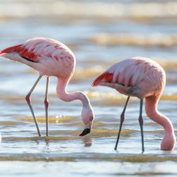 three flamingos standing in a line facing towards the right, with their heads either in or almost in the water they're standing in
