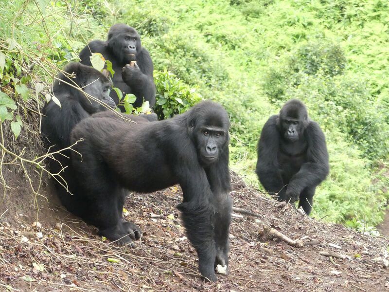 Four adult female gorillas — Mapendo, Ndjingala, Isangi, and Lulingu — settled into their new home in the eastern Democratic Republic of the Congo.