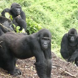 Four adult female gorillas — Mapendo, Ndjingala, Isangi, and Lulingu — settled into their new home in the eastern Democratic Republic of the Congo.