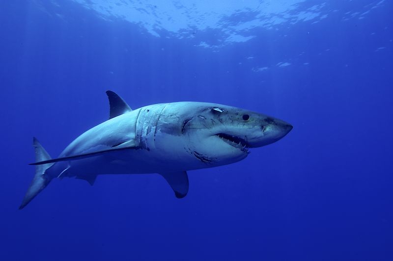 Great white Shark posing in the deep blue water