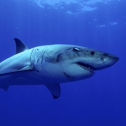 Great white Shark posing in the deep blue water