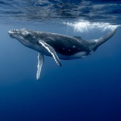 Humpback whale swimming underwater