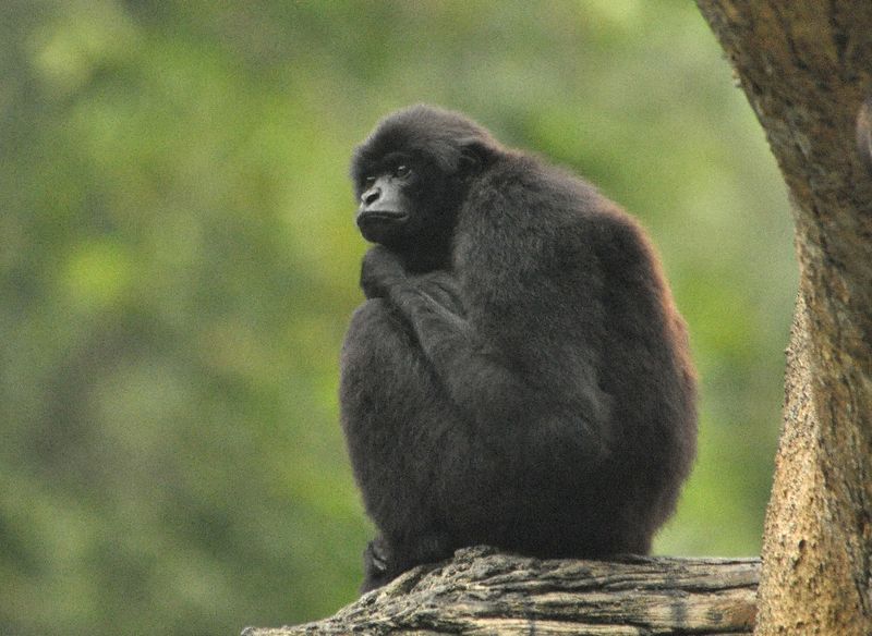 A black gibbon sits on a tree branch looking pensive. 