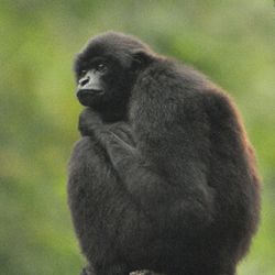 A black gibbon sits on a tree branch looking pensive. 