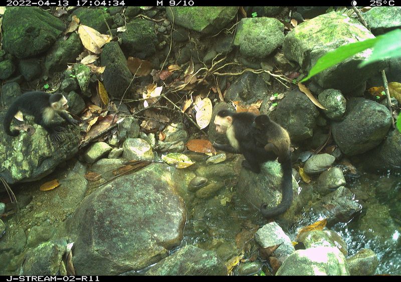 A baby howler monkey clings onto a young male capuchin's back in a case of kidnapping.