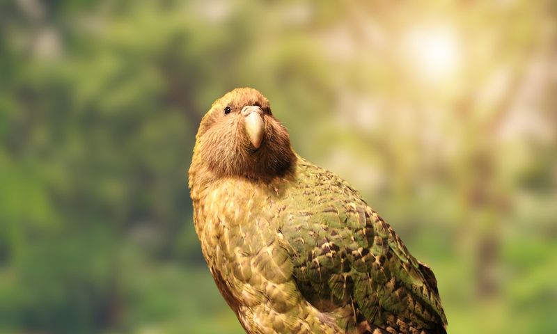 Kakapo parrot 