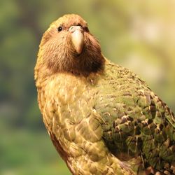 Kakapo parrot 