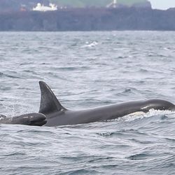 A long-finned pilot whale surfaces in echelon position next to a killer whale