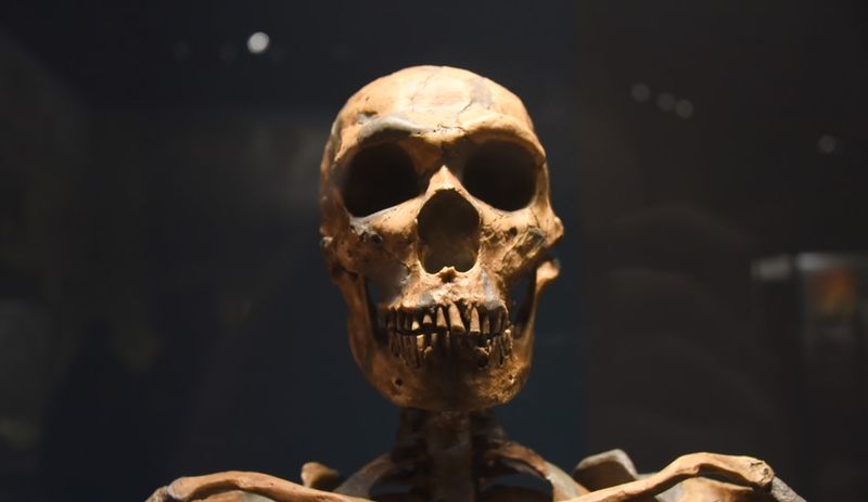 Neanderthal skeleton