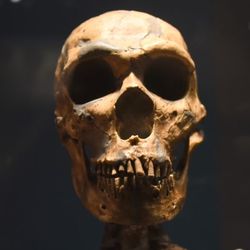 Neanderthal skeleton