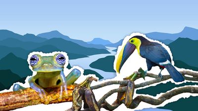 A frog, toucan and river 
