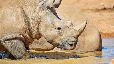 close up of a white rhino at the water's edge