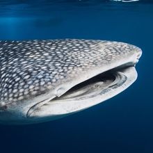 Whale Shark