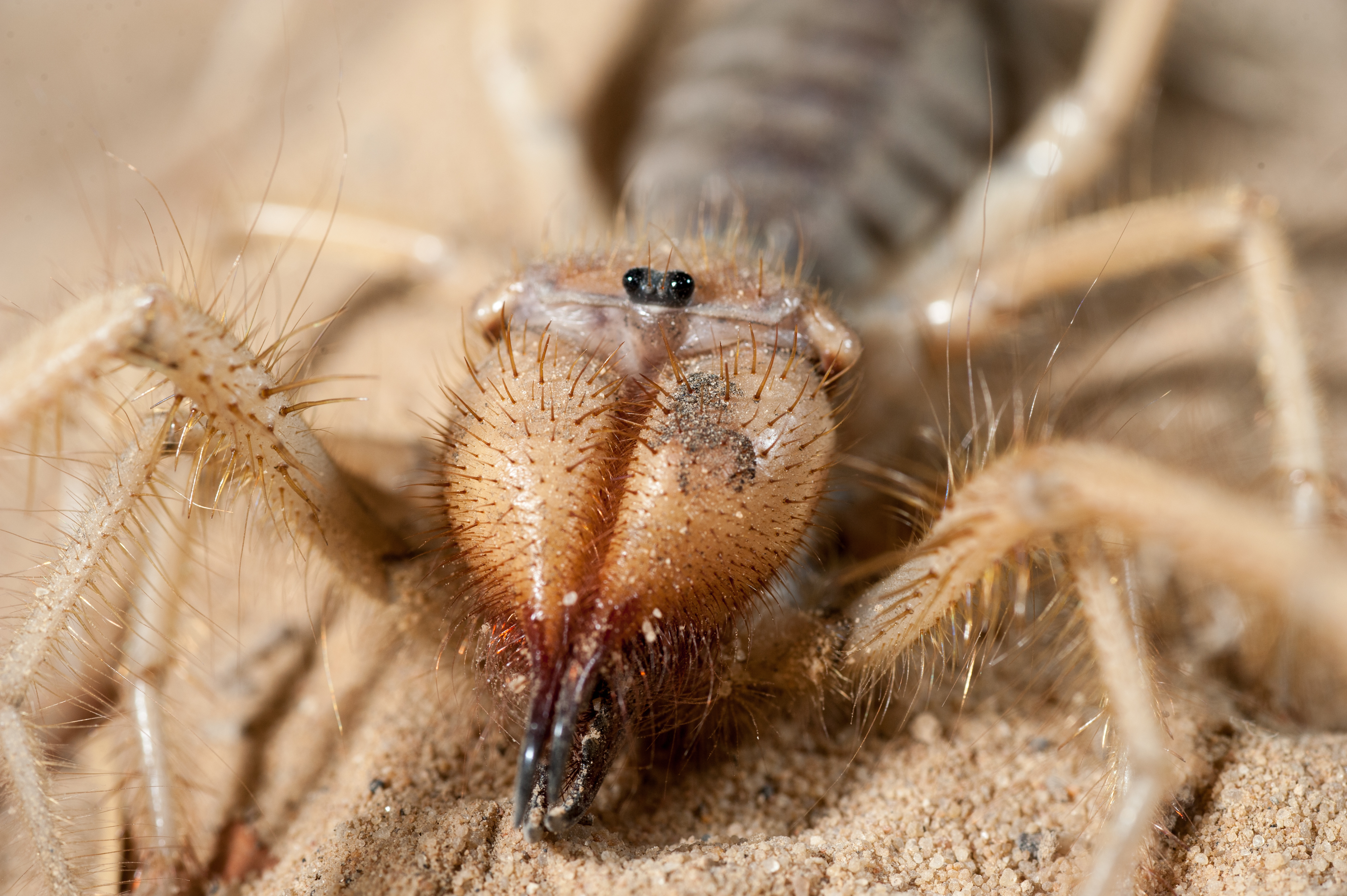 A close up photograph of a sun spider with huge modified mouthparts and two tiny black eyes.