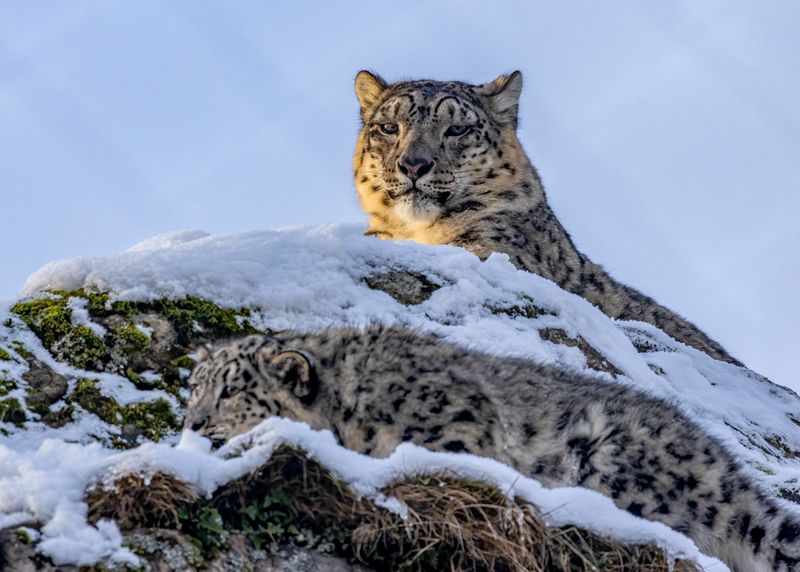 Two snow leopards chilling out in the snow. 