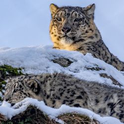 Two snow leopards chilling out in the snow. 